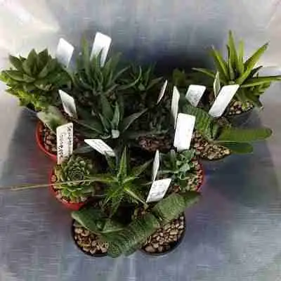 mixed succulents