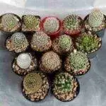 mixed cactus, 14 Cacti For Beginners