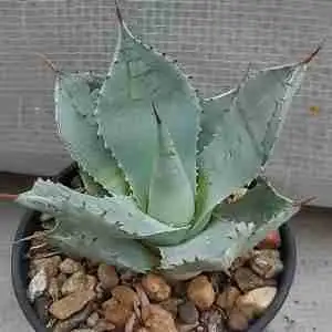 AGAVE SMALL SP2, succuelnt