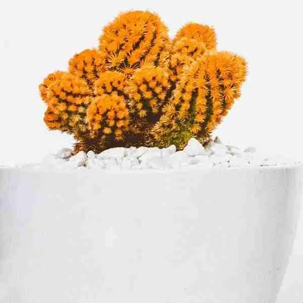 About Australian Desert Blooms Cacti and Succulents For Sale