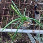 Sansevieria Ballyi 100mm – buy compact succulent plant online in Australia. Small hardy snake plant for sale.