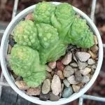Mammillaria cactus for sale